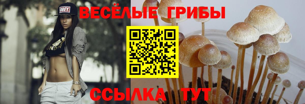дарнет шоп  Псилоцибиновые грибы прущие грибы  Ирбит  Вход с VPN  Псилоцибиновые грибы Psilocybine cubensis 